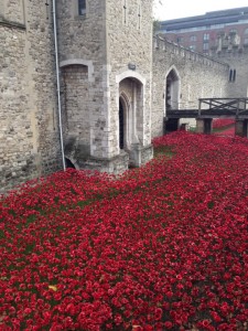 poppies